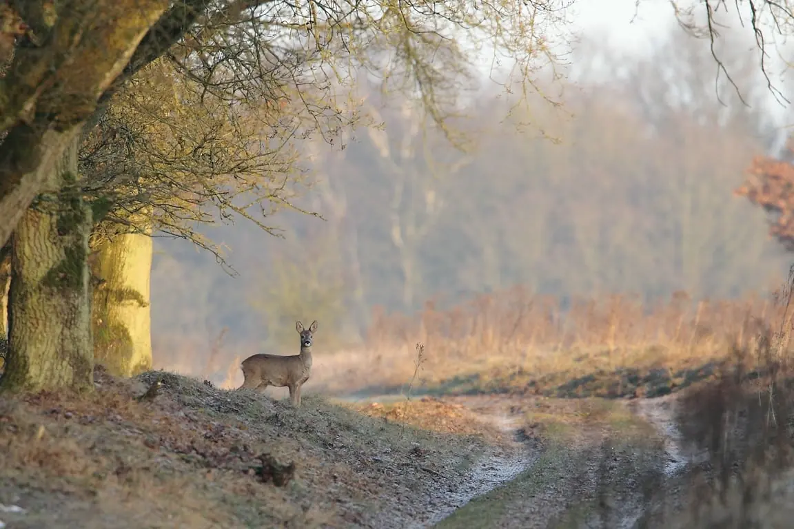 Wanderung mit dem Förster durch Planken Wambuis — Parkeerplaats Oud Reemst Otterlo (betaald parkeren voor niet-leden), Otterlo