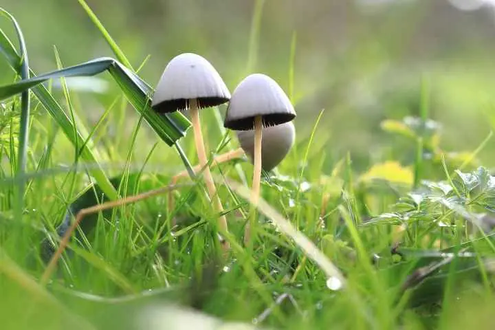 Pilzwanderung - November Wandermonat — Informatiecentrum het Baken, Schiermonnikoog