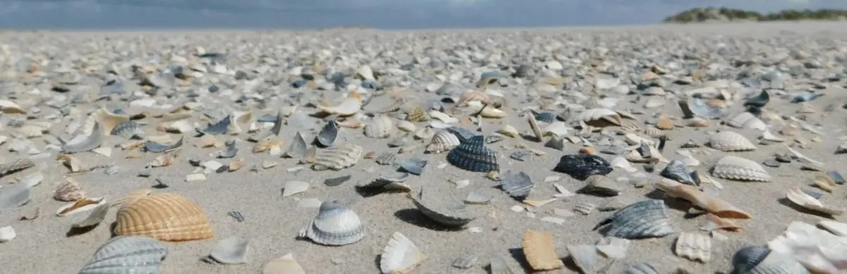 Muscheln und Strandglas suchen — Fietsenstalling strandopgang de Marlijn, Schiermonnikoog