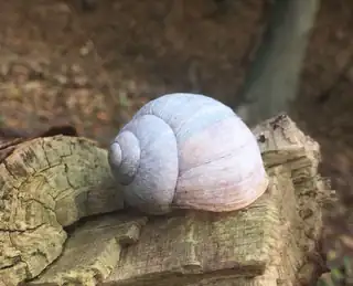 Die Architektur der Natur