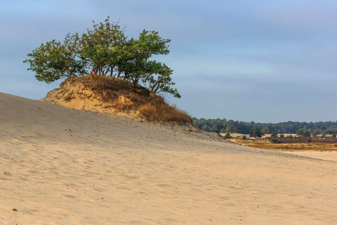 The Thickest and Oldest Oak of the Loonse and Drunense Dunes — Parkeerplaats Bosch en Duin, Udenhout