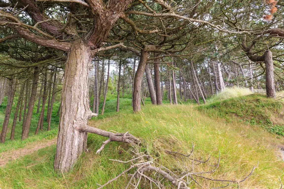 Forest Bathing during November Walking Month on Schiermonnikoog — Schiermonnikoog, Hazeweitje, Schiermonnikoog