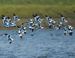 Migratory Birds in the Waard
