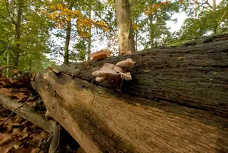 Pilze in den Oisterwijkse Bossen
