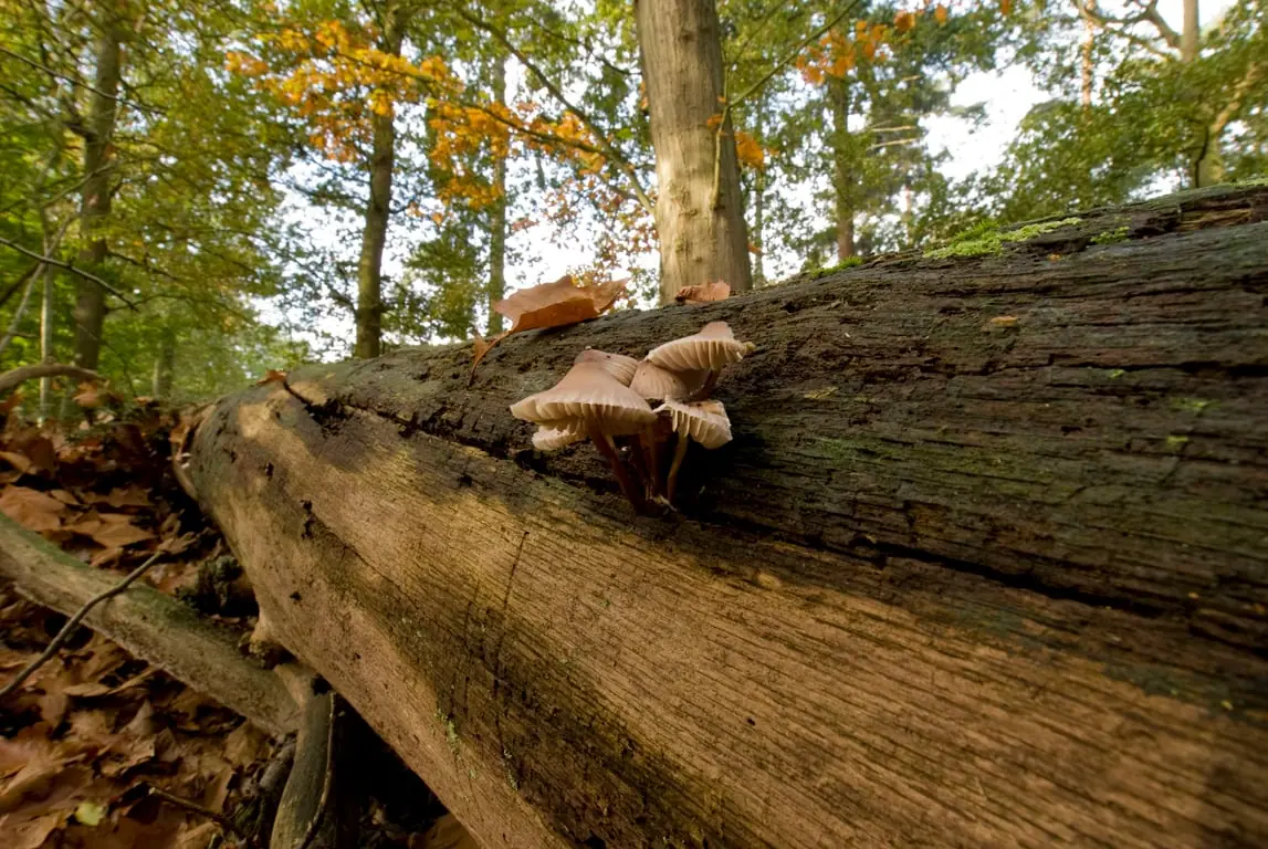 Pilze in den Oisterwijkse Bossen — Bezoekerscentrum Oisterwijkse Bossen en Vennen, Oisterwijk
