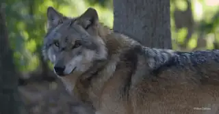 Wolf Excursion Dwingelderveld