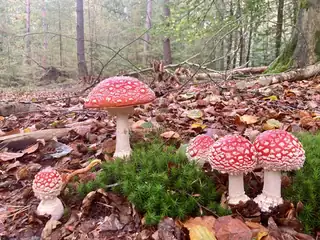 Pilzsuche im Waterbos (Voornes Duin)