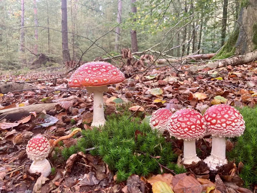 Mushroom Foraging in Waterbos (Voornes Duin) — Parkeerplaats ingang Waterbos, Rockanje