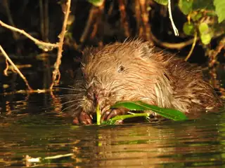 OERRR Biberspuren auf Tiengemeten suchen