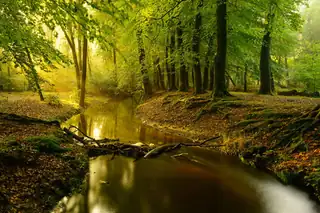 Spaziergang mit dem Förster entlang des Leuvenumse Beek