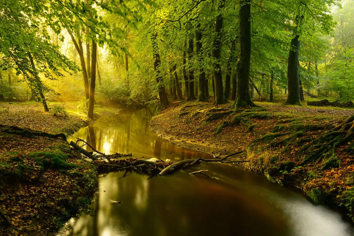 Spaziergang mit dem Förster entlang des Leuvenumse Beek — Parkeerplaats Poolseweg, Ermelo