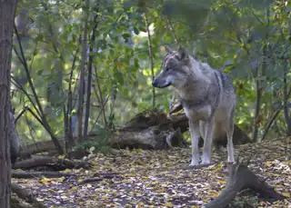 Wolves on the Veluwe - Planken Wambuis