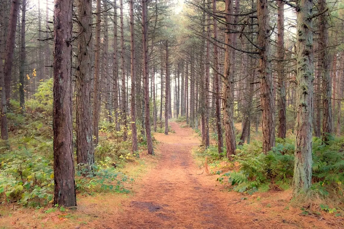 Forest Bathing on Schiermonnikoog — Schiermonnikoog, Hazeweitje, Schiermonnikoog