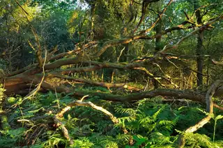 Through the Trees, See the Forest