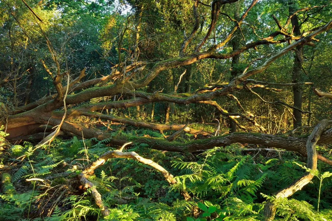 Through the Trees, See the Forest — Parkeerplaats Lappendeken, De Steeg (Rheden)