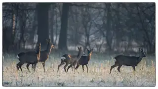 Auf der Suche nach Rehen auf der Sprengenberg