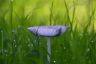 Auf den Knien für einen Pilz