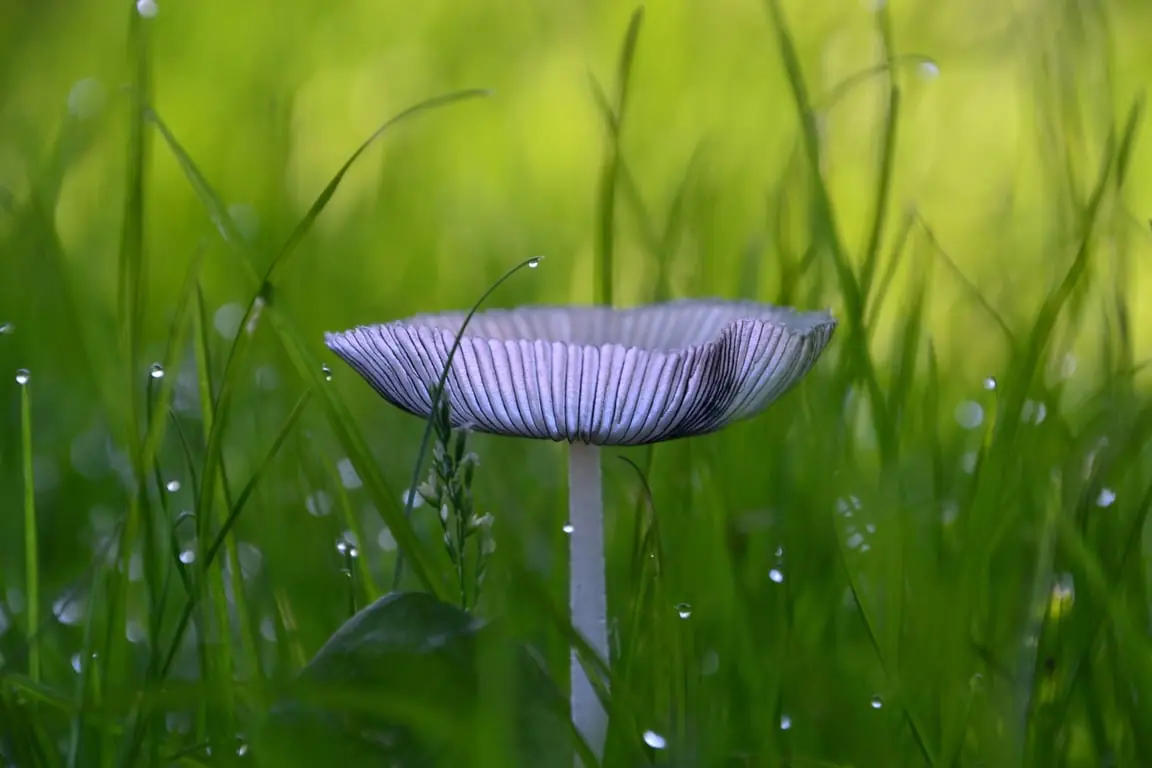 Auf den Knien für einen Pilz — Herberg De Pas, Haarle
