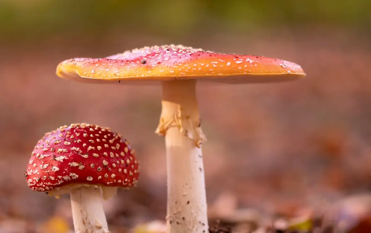 OERRR Entdecke die wunderbare Welt der Pilze — Herberg De Pas, Haarle