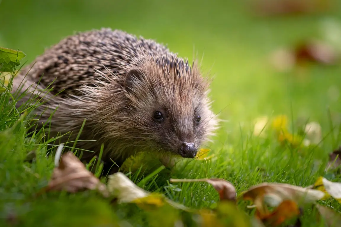 OERRR Struinen en boetseren met de boswachter in ’s-Graveland — Bezoekerscentrum Gooi en Vechtstreek, 's-Graveland