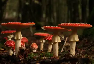 Pilze bewundern auf dem Landgut Oud Groevenbeek