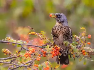 Discover the Birds of Landgoed Haarzuilens