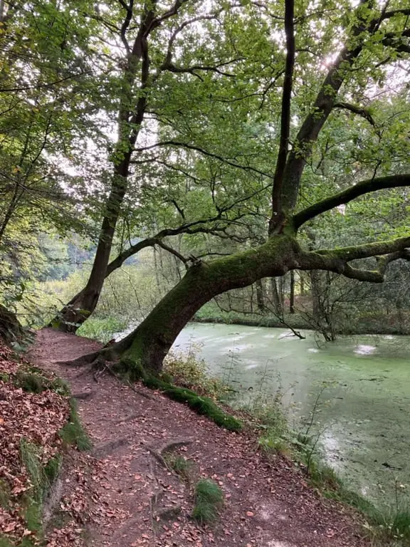 Herbstsafari entlang der Regge — Ommen, parkeerplaats Steile Oever, Ommen