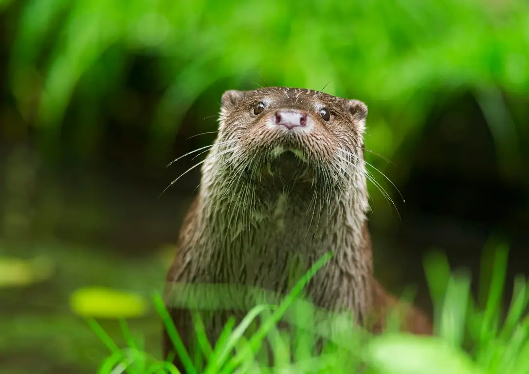 Mit dem Boot durch den Lebensraum des Otters — Bezoekerscentrum De Wieden, Sint Jansklooster