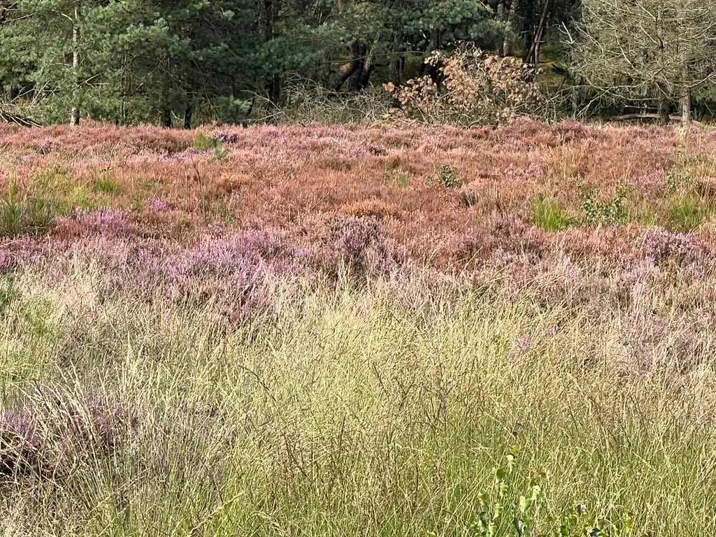 Klimaat, stikstof en natuur — Bezoekerscentrum Veluwezoom, Rheden