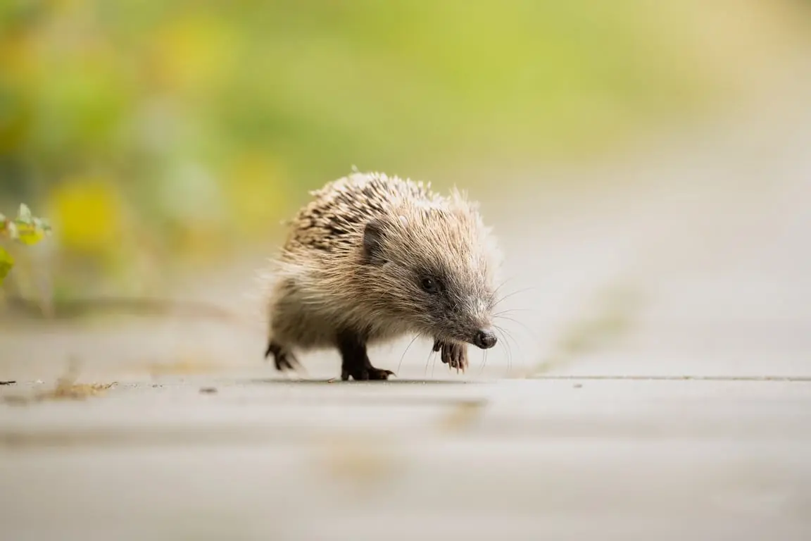 OERRR (3 t/m 6) Verhalen vertellen voor de kleintjes — Bezoekerscentrum Veluwezoom, Rheden