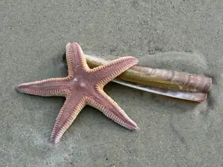 Strandspaziergang beim Schiermonnikoog Festival