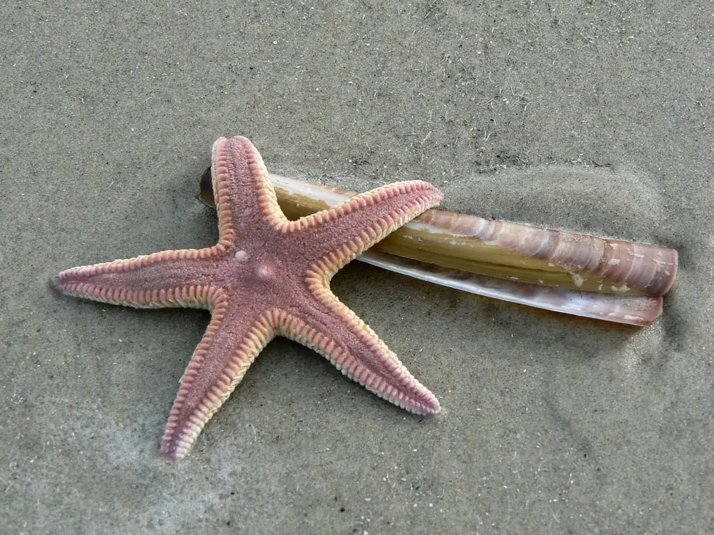 Strandspaziergang beim Schiermonnikoog Festival — Fietsenstalling strandopgang de Marlijn, Schiermonnikoog