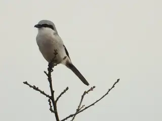 Birds in the Fochteloërveen