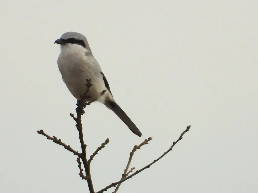 Vögel im Fochteloërveen — Parkeerplaats Fochteloërveen, Fochteloo