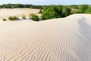 Beautiful Views and Animal Tracks in the Loonse and Drunense Dunes