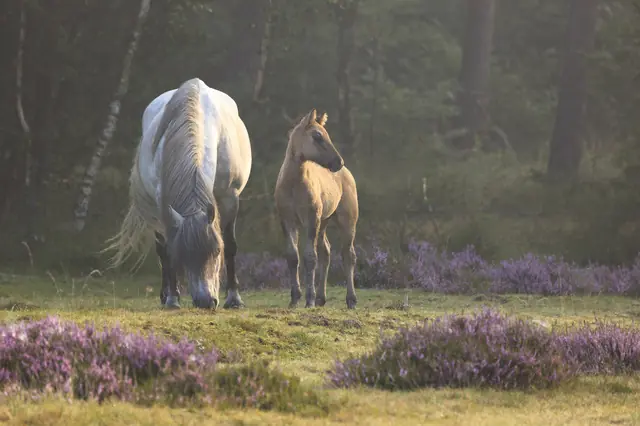 OERRR (8-12 jaar) IJslandse Paarden — Bezoekerscentrum Veluwezoom, Rheden