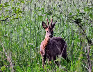 OERRR - Junior-Reh-Exkursion auf der Sprengenberg