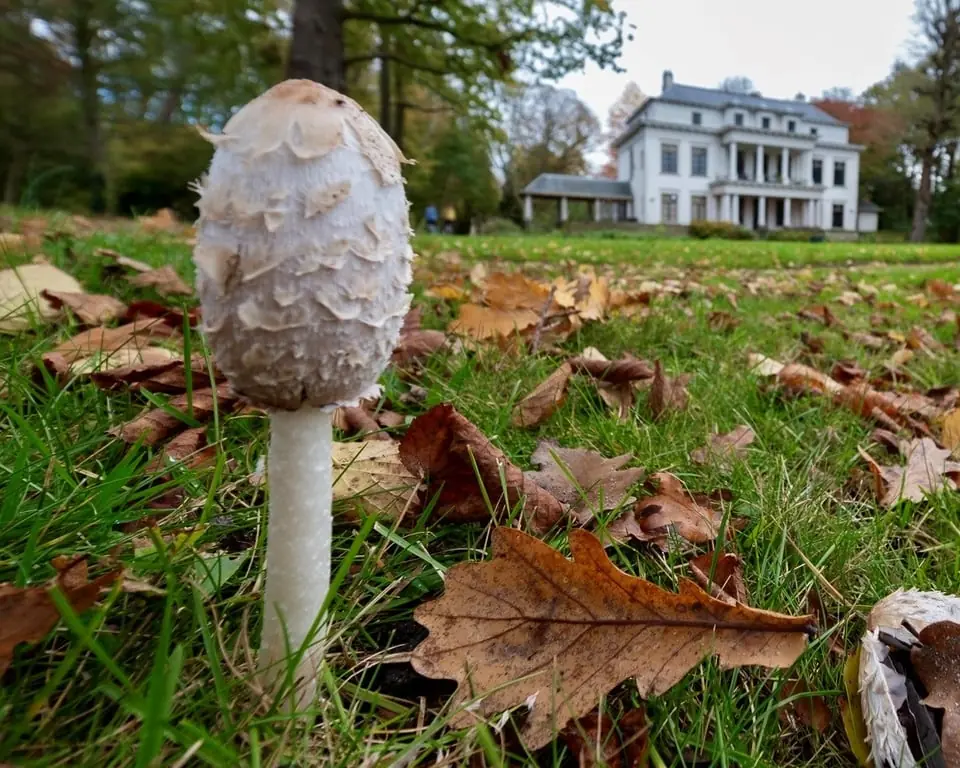 Herbstspaziergang auf Buitenplaats De Tempel — Parkeerplaats Buitenplaats De Tempel (gratis parkeren voor leden), Rotterdam
