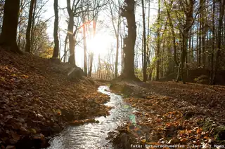 Nicht nur Bäume machen einen Wald
