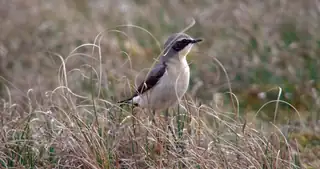 Herbstlicher Vogelzug im Naturschutzgebiet Waalenburg - De Marel, Texel