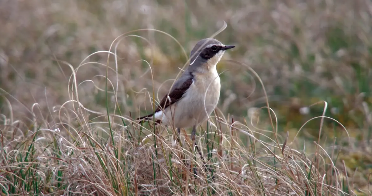Herbstlicher Vogelzug im Naturschutzgebiet Waalenburg - De Marel, Texel — Natuurcentrum De Marel, De Waal