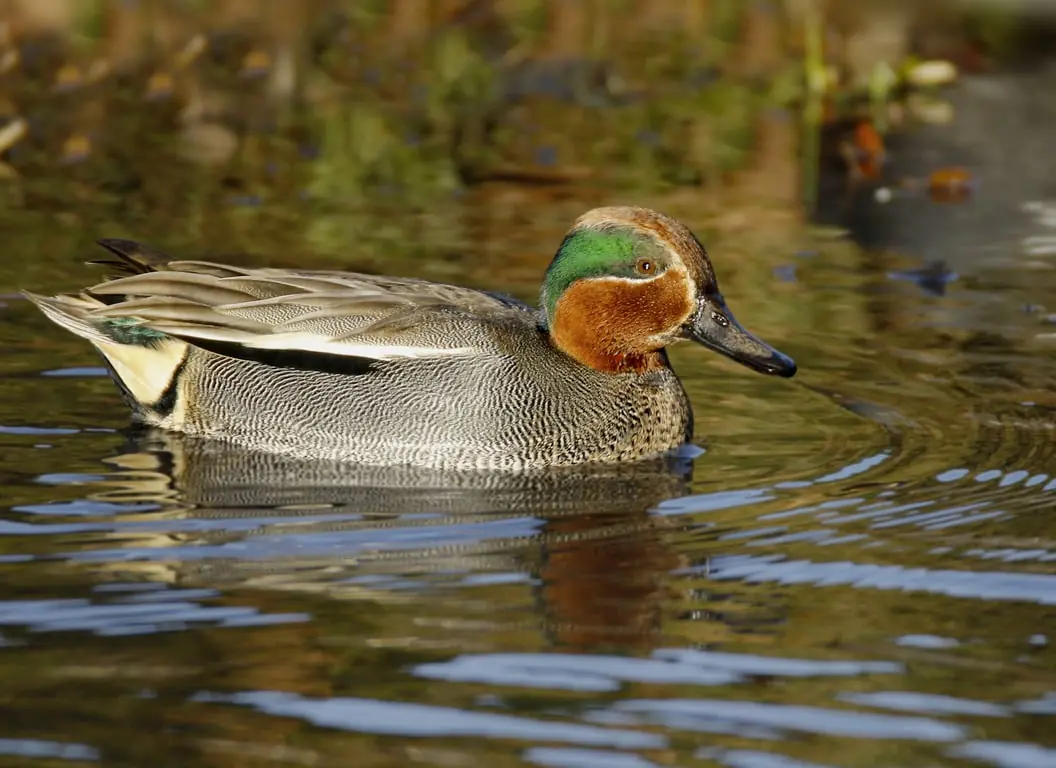 Frühe Wintervögel im Naturschutzgebiet Waalenburg-De Marel, Texel — Natuurcentrum De Marel, De Waal