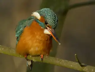 Vogelzeichnen-Workshop mit Nicolas van Overmeeren - De Marel, Texel