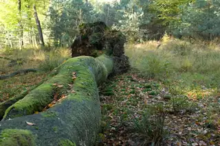 Discover old sand dunes in the heart of Veluwezoom