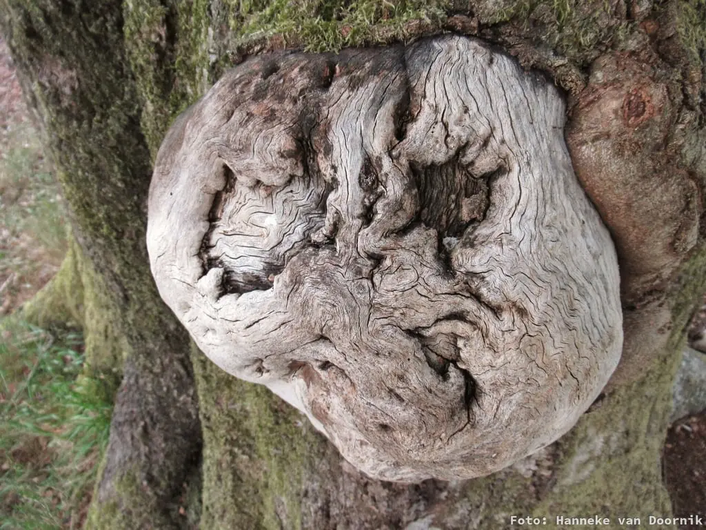 Bomen als bondgenoten — Bezoekerscentrum Veluwezoom, Rheden
