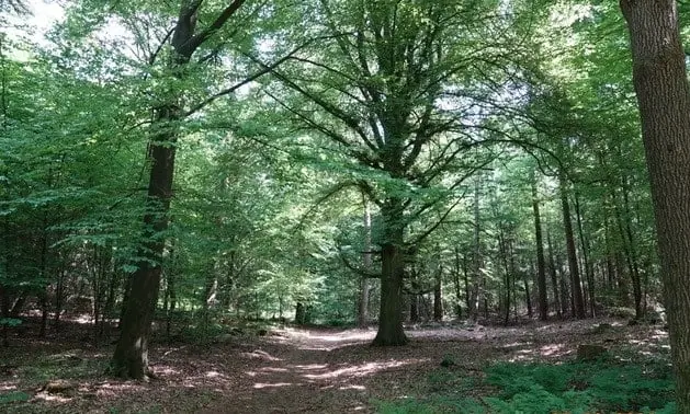 Bemerkenswerte Bäume des Bergherbos — Beheerkantoor Montferland, Loerbeek