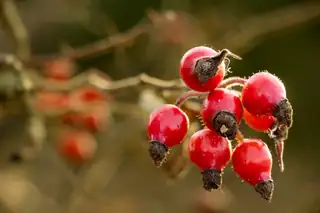 Gesund natürlich! - Natur als Selbstfürsorge