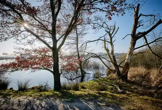 Baumexkursion Dwingelderveld