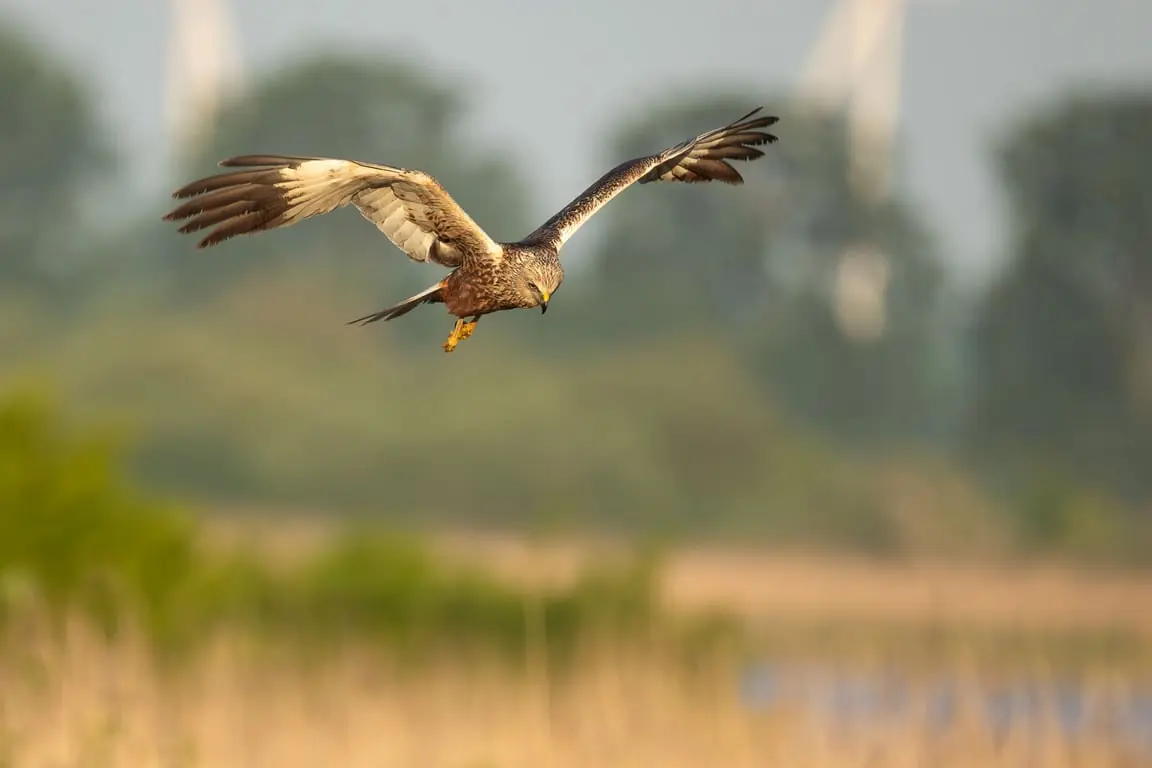Exklusiver Vogelfotografie-Workshop bei TIJ und der Scheelhoek — Werkschuur Scheelhoek Goeree Overflakkee, Stellendam