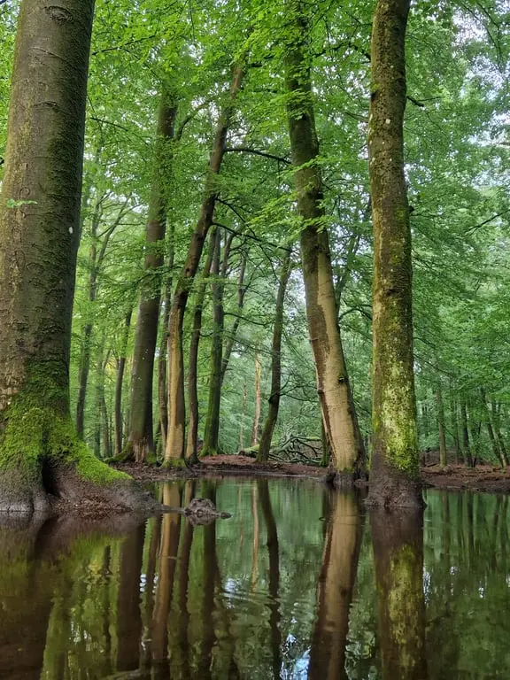 Blik op Bomen — Parkeerplaats Poolseweg, Ermelo